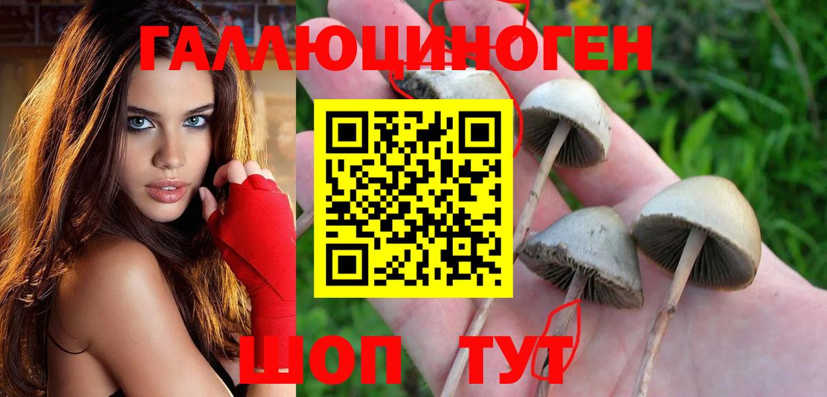 Галлюциногенные грибы Psilocybine cubensis Краснознаменск